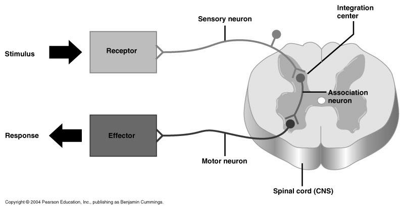 REFLEX ARC PATHWAYS (REFLEX ARCS) DEFINITION Neuron Pathway To/Away From the CNS Nerve Impulse Always Begins in