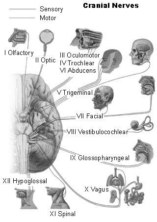 Cranial Spinal