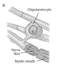 Types of Glia - Oligodendrocytes OLIGODENDROCYTES Cells With Few Branches Functions: Help Hold Together Nerve Fibers in the CNS (Nerve Fibers = Processes of Neurons) Produce the Covering (Myelin)