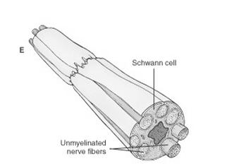 Together Nerve Fibers in the PNS Produces the Coverings for Many Nerve Fibers (Axons) in the PNS (Many NF s in PNS Have 2 Coverings: Myelin Sheath and Neurilemma, Formed by Schwann Cells; The Myelin