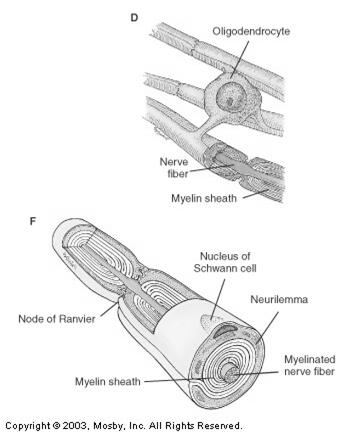 Neuron Structure: Processes AXON One per Neuron (Longer) Conduct NI Away from Cell Body Neuron Structure: Axons AXON COLLATERAL(S) Side Branches: 1 or More Divide into TELODENDRIA TELODENDRIA