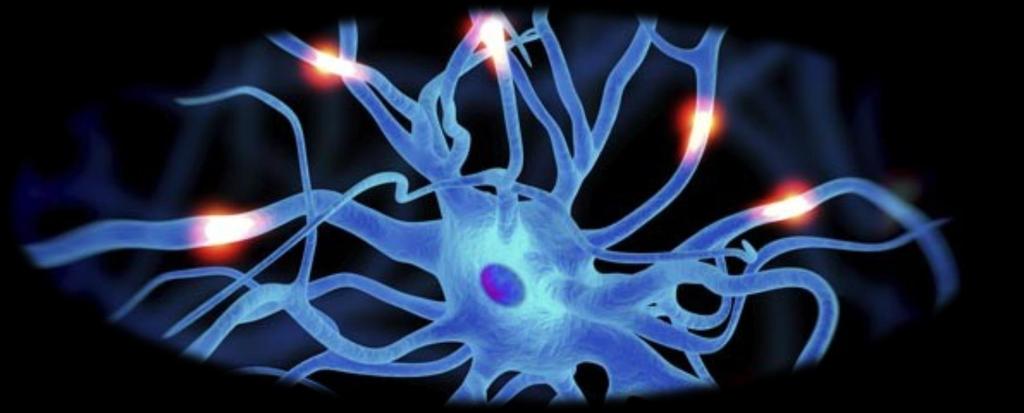 Interneuron Carries nerve impulses from one neuron to another