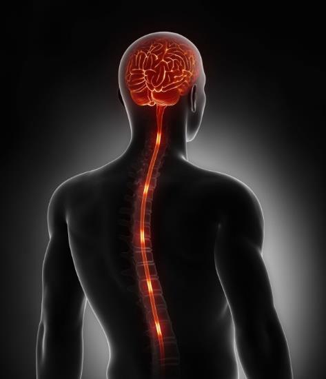 Your nervous system has 2 divisions Central Nervous System consists of brain and spinal cord (conductor of an orchestra) The Nervous