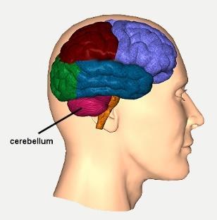 Cerebellum and Brainstem Second largest part of your brain = cerebellum Cerebellum Coordinates the actions of your muscles and helps you keep your balance Gives you muscular