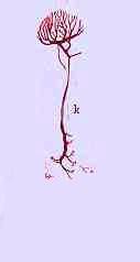 Neuron (Nerve