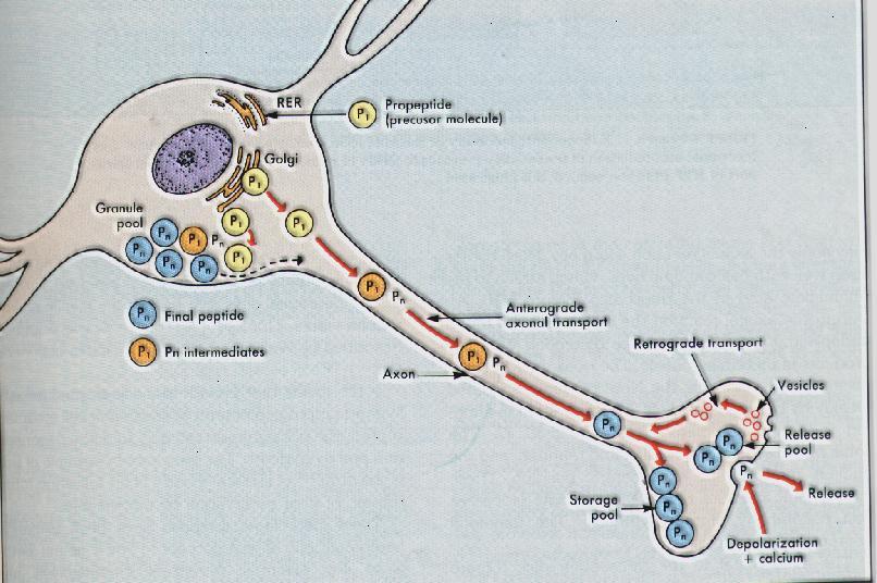 Axoplasmic transport
