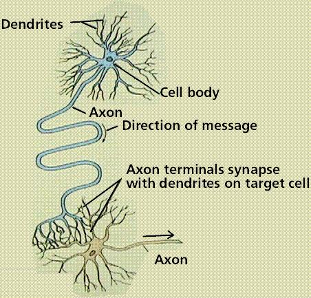 Function of Neuron Processing of information Soma: integrate the message Axon: carries the impulse away from the