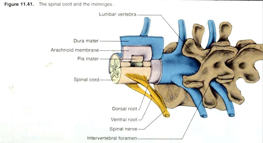 The dura mater extends along the entire length of the vertebral canal and surrounds