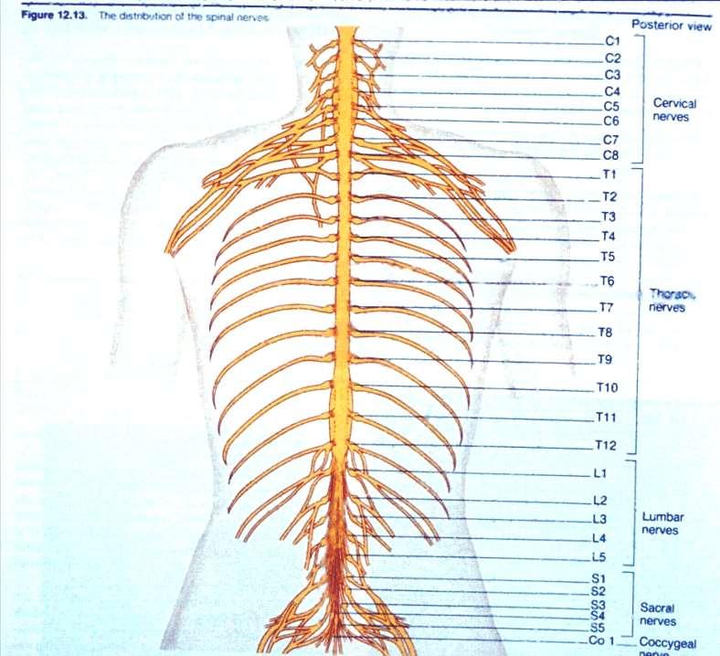 The spinal cord develops as 31 segments, each of which gives rise to a pair