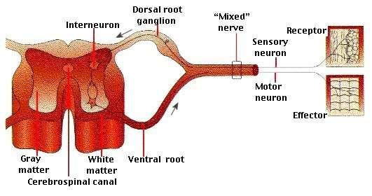 Mixed nerves carry both types of information and some axons are transmitting impulses in one direction,