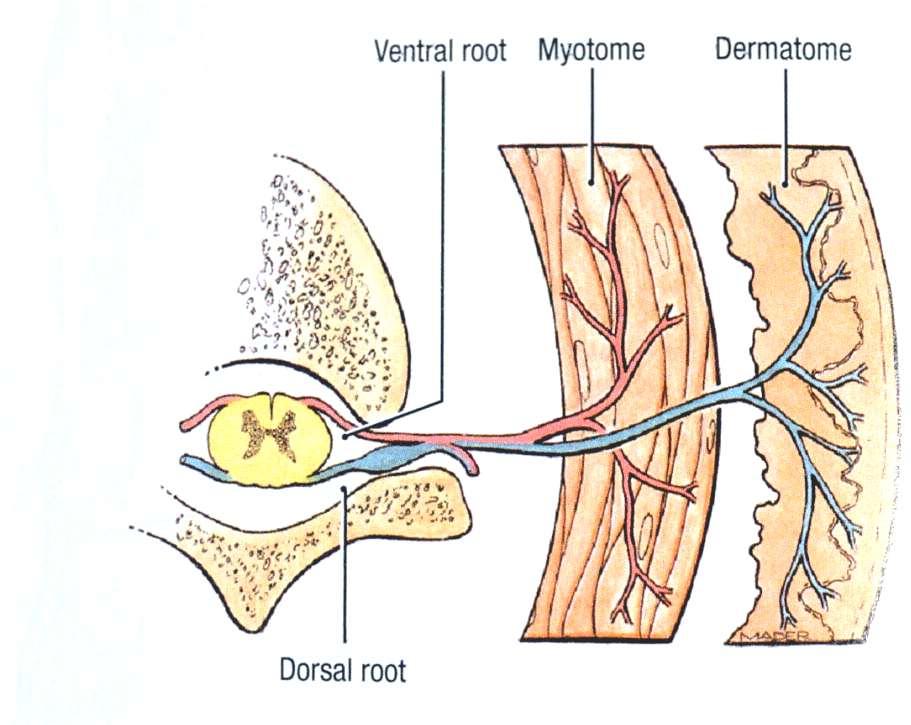 Most of the spinal nerves are associated with specific dermatomes (an area of
