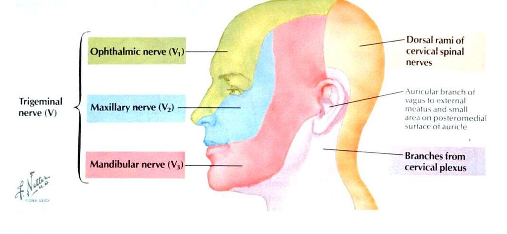 Dermatomes of the trigeminal nerve