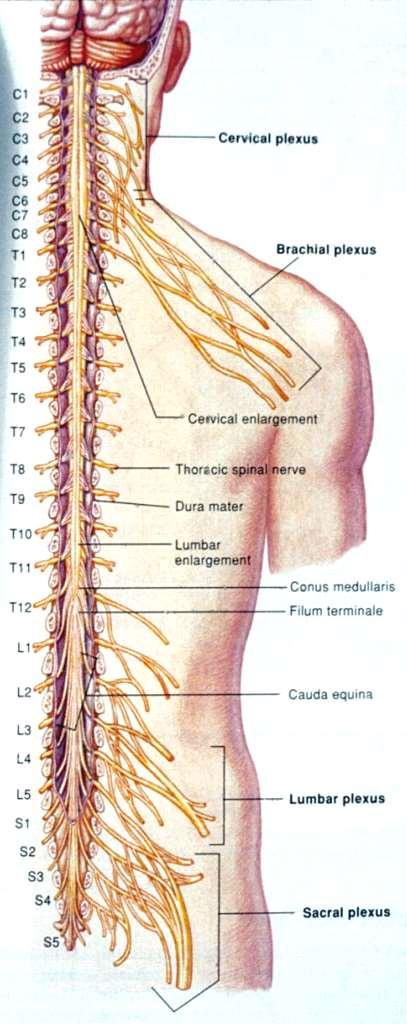 The inner delicate spinal cord terminates in an adult,