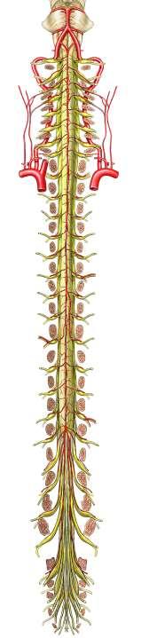 ANTERIOR VIEW OF THE SPINAL CORD CERVICAL CORD (8 nerves) The spinal cord begins at the base of the medulla oblongata and extends to about the 2nd lumbar