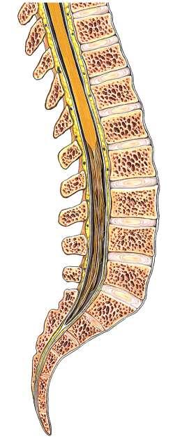 SAGITAL SECTION OF LOWER SPINE The inferior, terminal portion of the spinal cord is at the level of the 2nd lumbar vertebra.