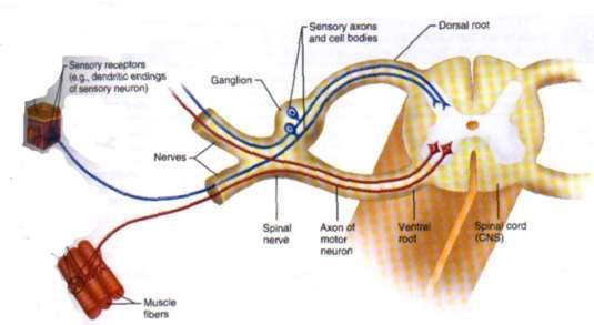 Spinal Nerves (31 Pairs) Part of the PNS (Somatic) Lie in intervertebral foramina Send lateral branches to body Named according to their point of issue from the vertebral column 8 pairs of