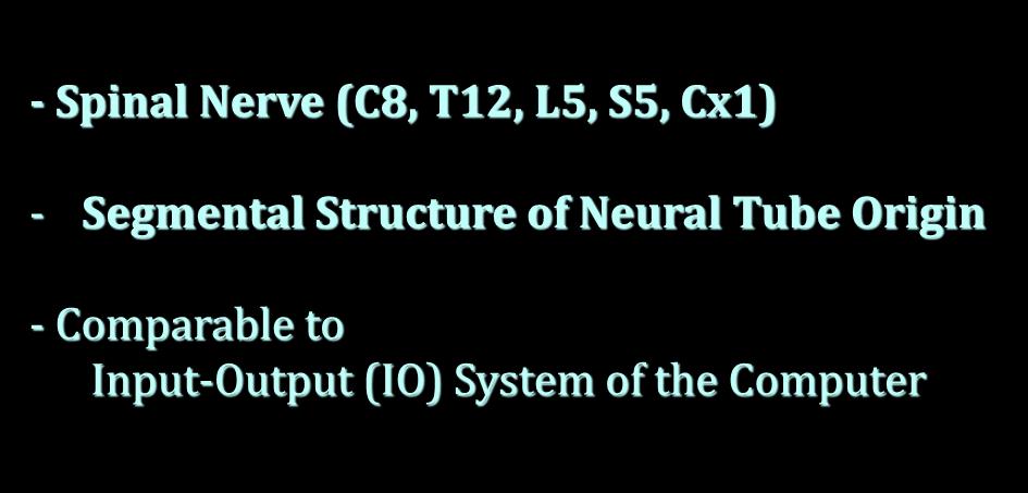 Spinal Cord - Spinal Nerve (C8, T12,
