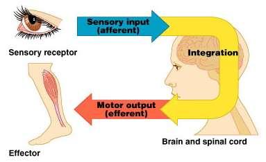 The Nervous System Coordinates the activity of muscles, organs, senses, and actions Made up of