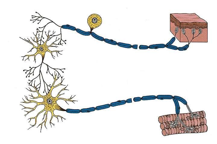 Neuron-To-Neuron