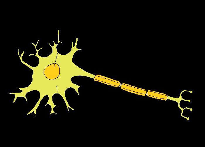 Neuronal Anatomy Cell body (soma) Most are in CNS Neuron processes Dendrites Toward