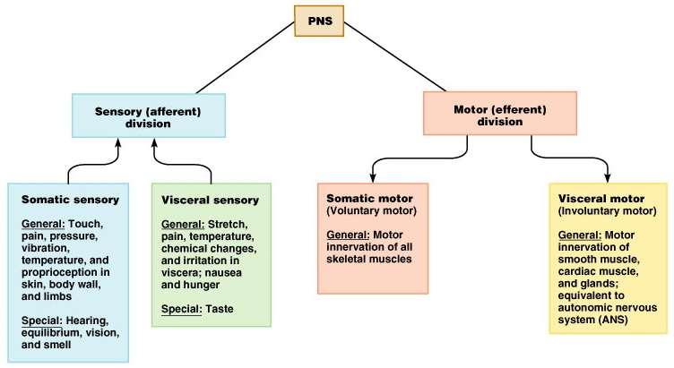 PNS - Sensory and Motor Signals Divided by the body regions they serve: Sensory