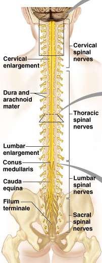 Spinal cord Fetal 3 rd month: ends at coccyx Birth: ends at L3 Adult position at approx L1-2 during childhood