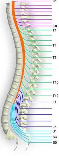 segments are superior to where their corresponding spinal nerves emerge through intervertebral Denticulate