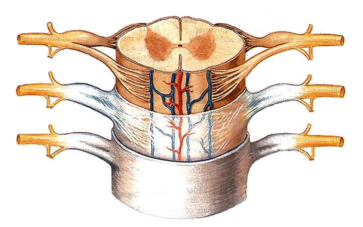 The Spinal Cord white matter dorsal root grey matter