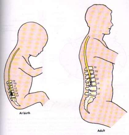 Spinal Cord Growth Until 3 rd month of development, does not run to coccyx As vertebral column grows caudally, spinal cord