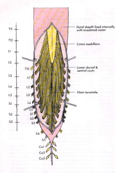 Regions of the Spinal Cord Cervical Thoracic Lumbar Sacral Coccygeal