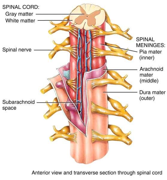 Spinal Meninges and Spaces