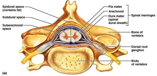 Meninges of Brain and Spinal Cord Arachnoid mater (middle) Impermeable layer = barrier Raised off pia mater by rootlets