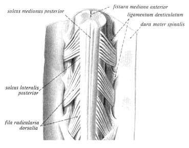 Meninges of the spinal cord Dura