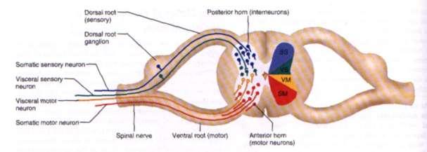 Gray Mater Posterior horns Consist of interneurons that transmit in from outside spinal cord into it Dorsal root contain sensory fibers Somatic Sensory (SS) Visceral Sensory (VS) Dorsal root ganglia