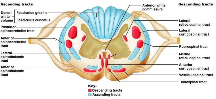 White Mater 3 types of nerve fibers: Ascending Carry sensory info from sensory neurons of body to brain touch, pressure, pain, temperature Descending Carry motor instructions from brain to