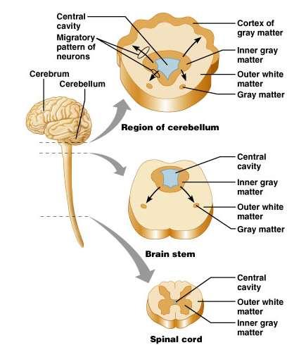 Gray and White Matter Like spinal cord but with another layer of gray outside the white Called cortex Cerebrum and cerebellum have Inner gray: brain nuclei (not cell