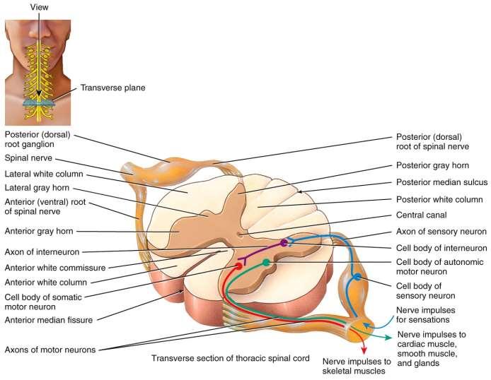 Internal Structure of Spinal Cord