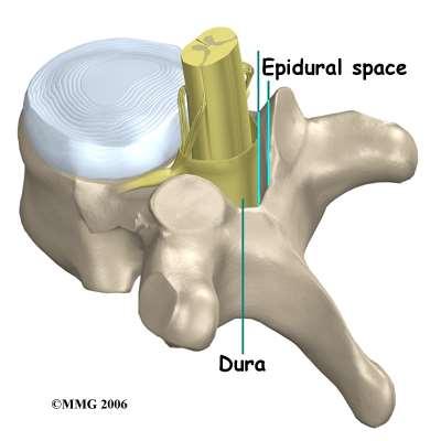 Spinal cord http://www.eorthopod.