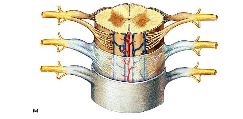 Spinal cord anatomy Posterior median sulcus ( p ) Anterior median