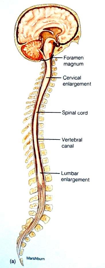 The spinal cord provides a vital link between the brain and the rest of