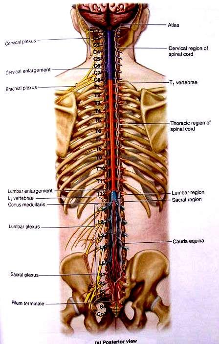 The adult spinal cord travels from the foramen magnum and terminates