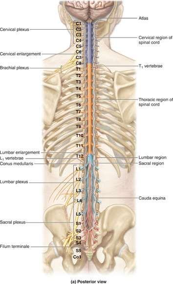 The spinal cord can be subdivided into five regions: cervical region, thoracic region, lumbar region, sacral region, and coccygeal region (which