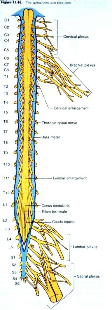 The cervical enlargement contains the neurons that innervate the upper