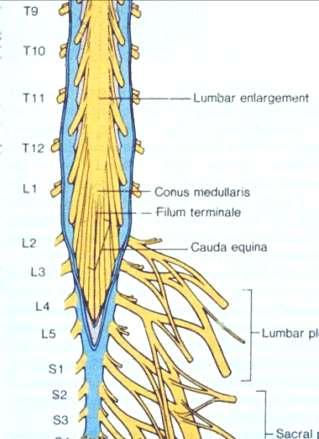 The tapering end of the spinal cord is called the conus medullaris.