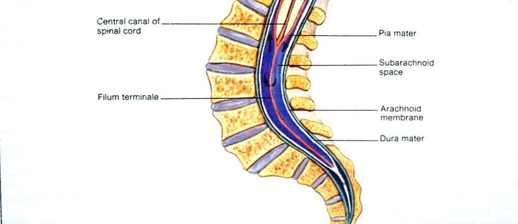 The adult spinal cord terminates at the level of the first lumbar vertebra (L1) In a