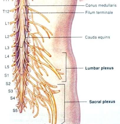 The cauda equina (horse s tail) is composed of nerves