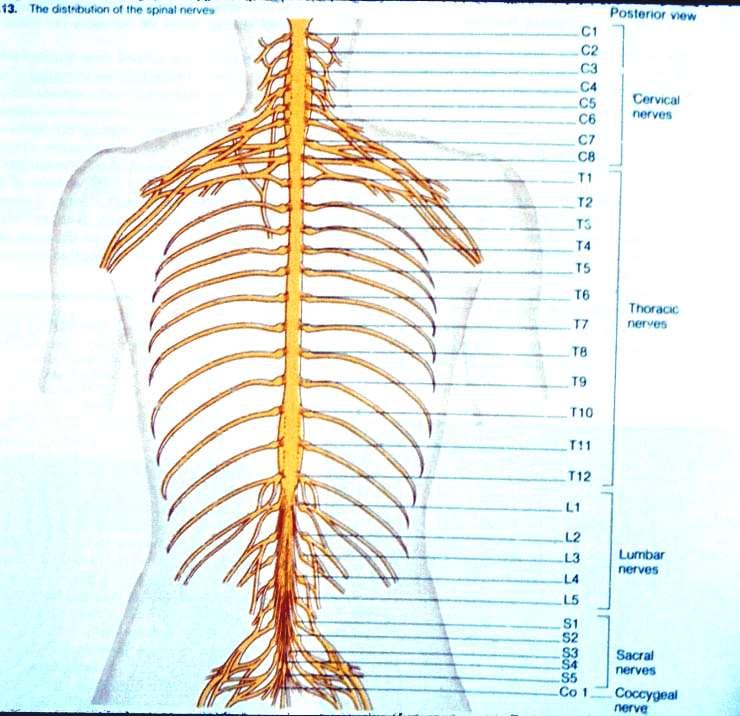 There are 31 pairs of spinal nerves that