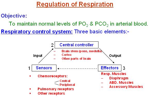 Respiration Physiology CSF ph