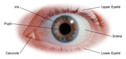 Pupils Eye Anatomy