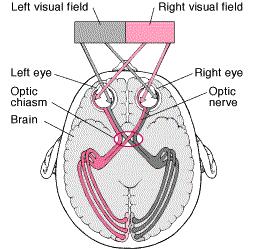 Pupils Optic Nerve Anatomy Cranial